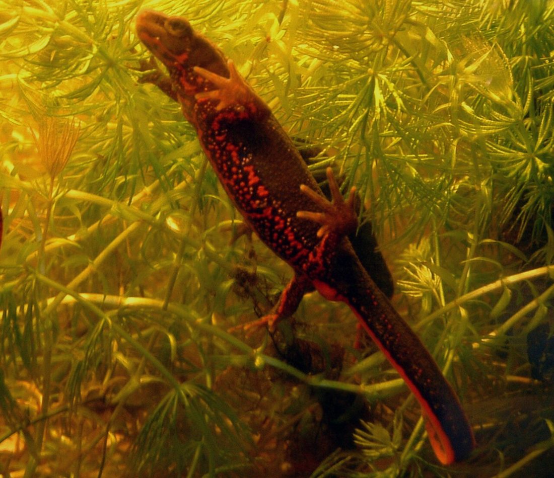 Japanese Fire-bellied Newt reference