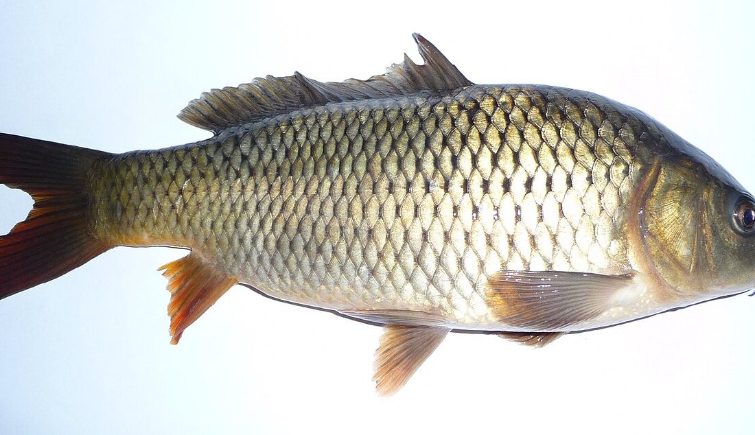 European Carp reference