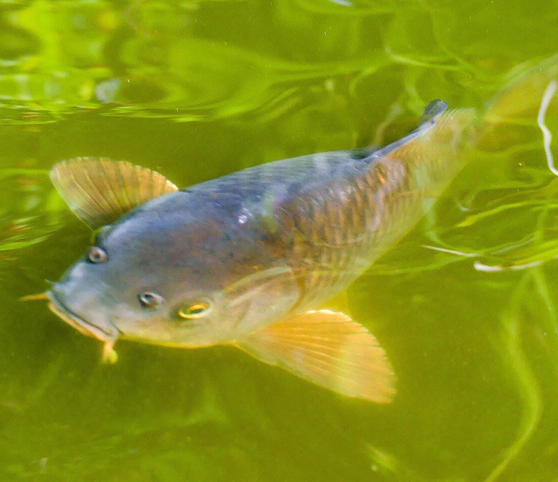 Cyprinus rubrofuscus reference