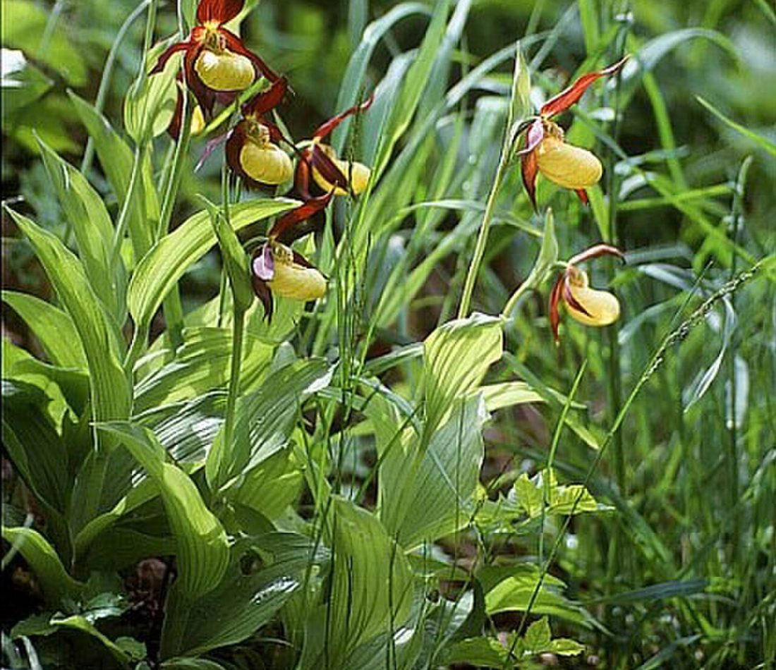 Lady's-slipper reference