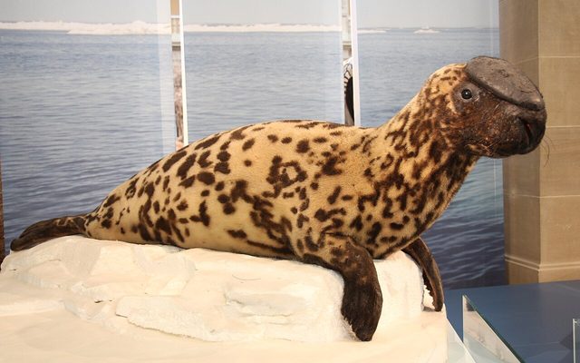 Hooded Seal reference