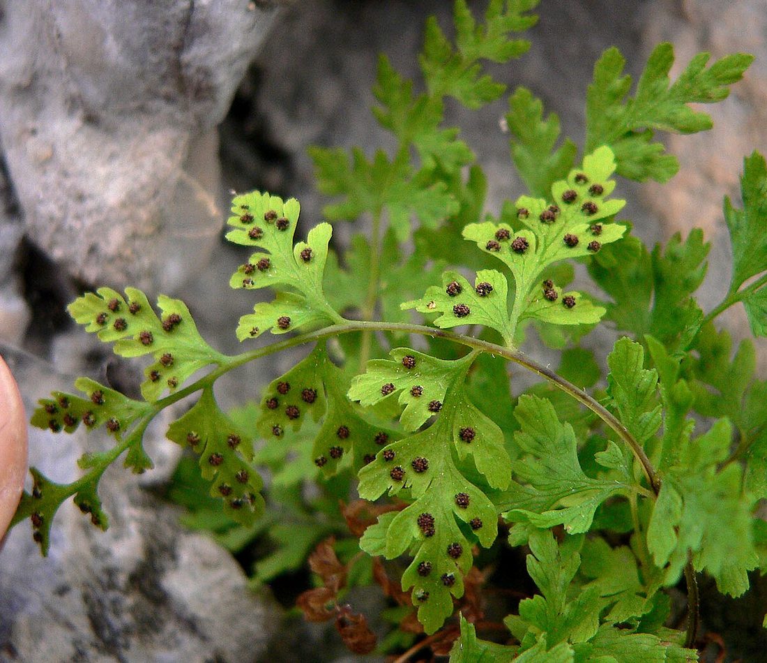Fragile Fern reference