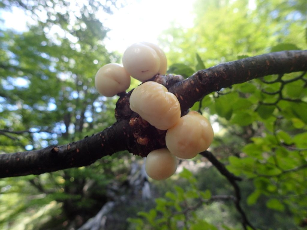 Darwin's Fungus reference