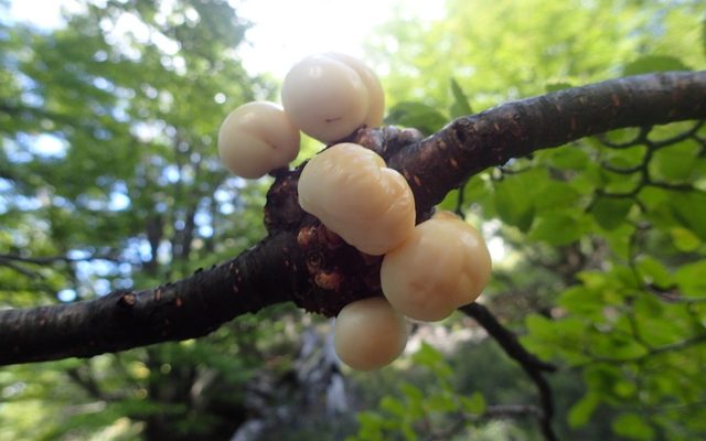 Darwin's Beech Orange reference
