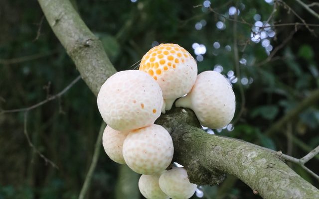 Digueñe Fungus reference