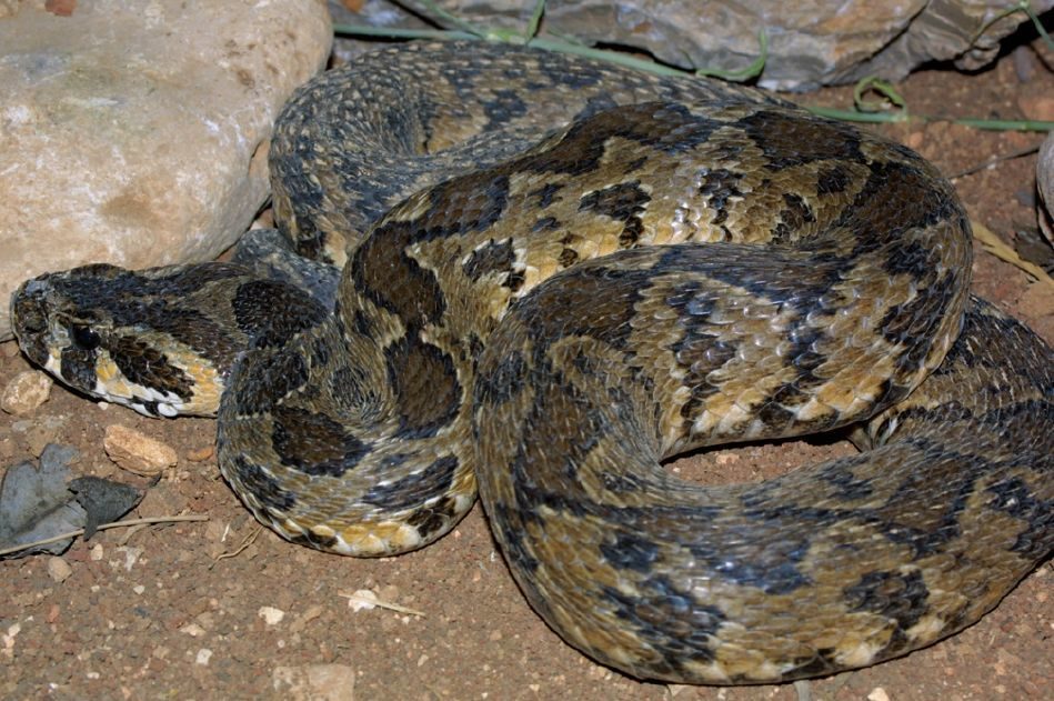 Palestine Viper reference