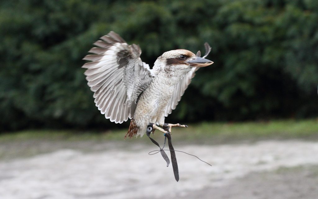 Laughing Kookaburra reference
