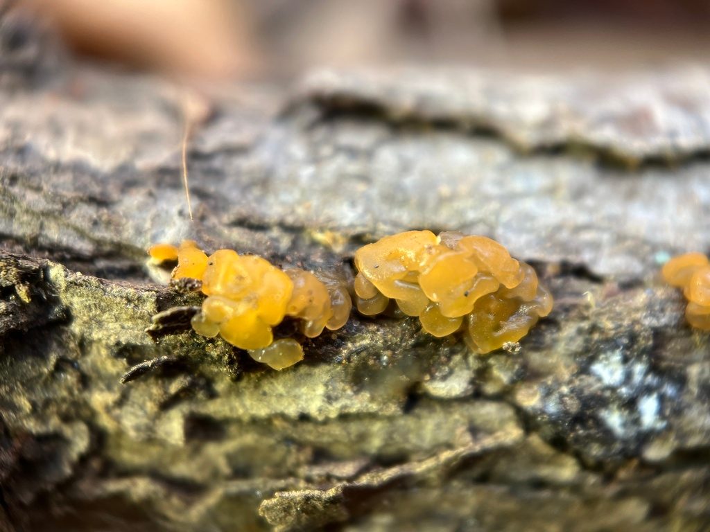 Orange Jelly Spot reference