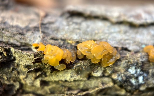 Orange Jelly reference