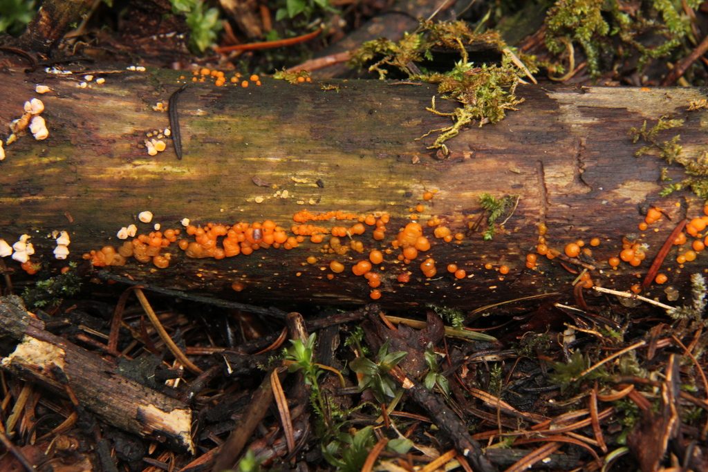 Jelly Spot Fungus reference
