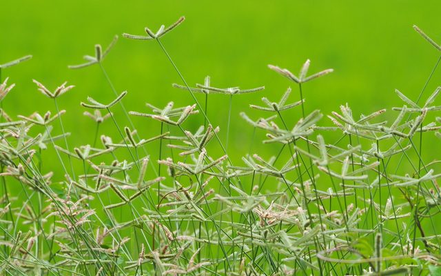 Egyptian Crowfoot Grass reference