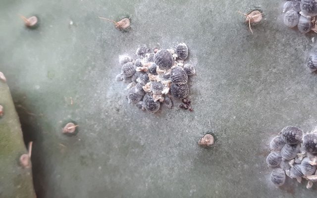 Cochineal Insect reference