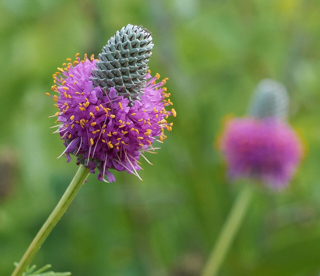 purple prairie clover reference