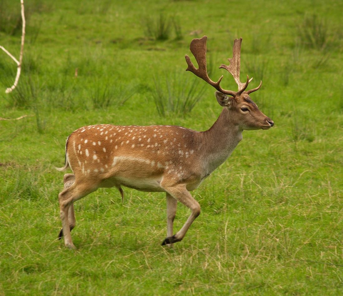 Fallow Deer reference