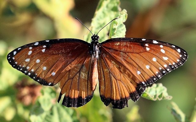 Queen Butterfly reference