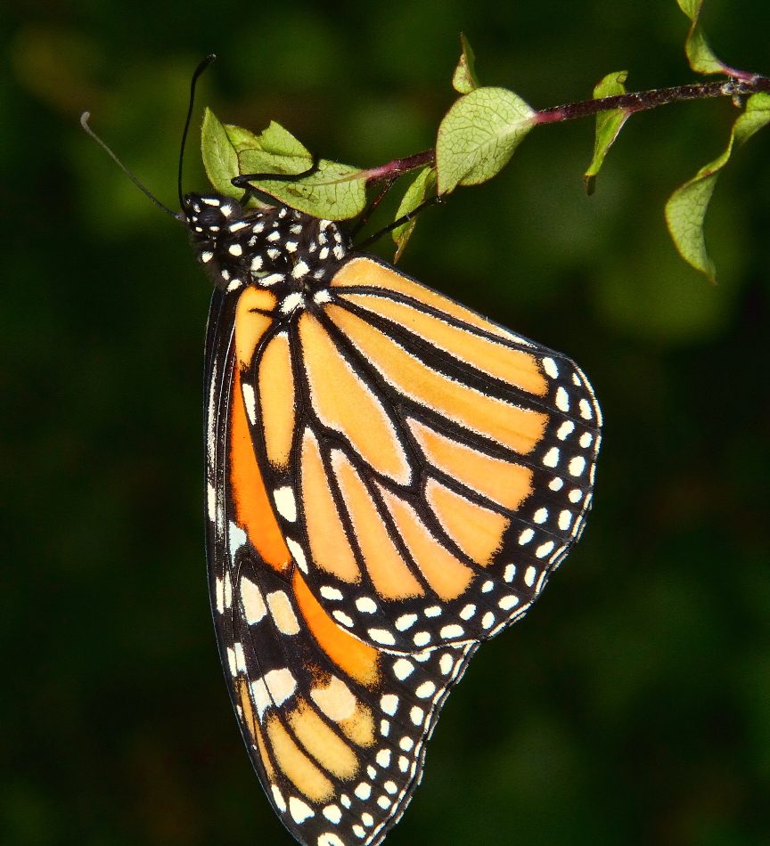 Danaus plexippus reference