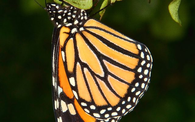 Monarch Caterpillar reference