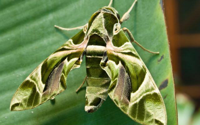Oleander Hawk-Moth reference