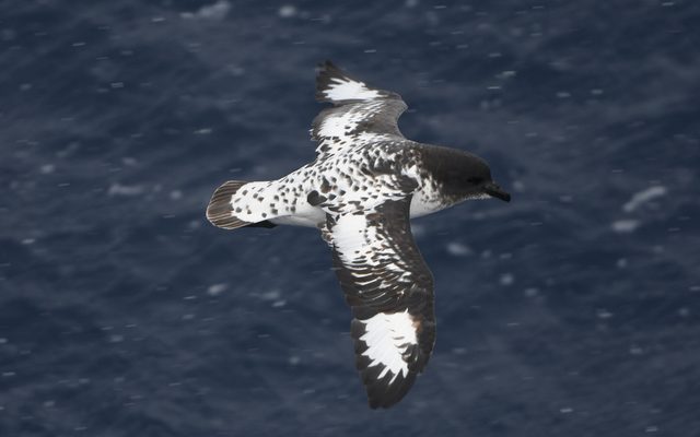 Cape Petrel reference