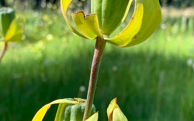 Cobra Lily reference