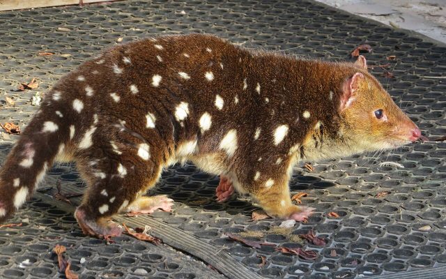 Spotted-tailed Quoll reference