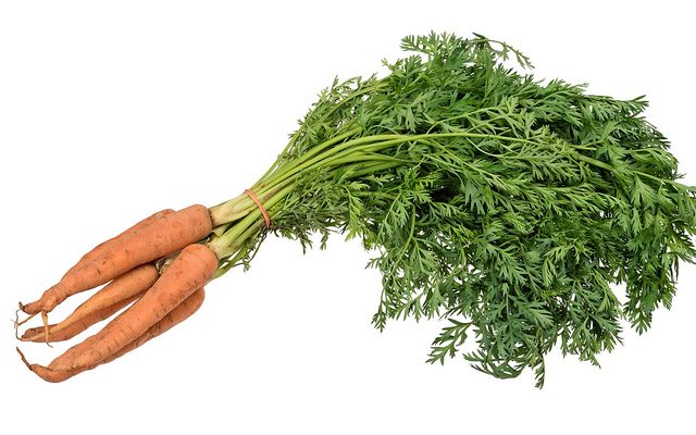 Cultivated Carrot reference