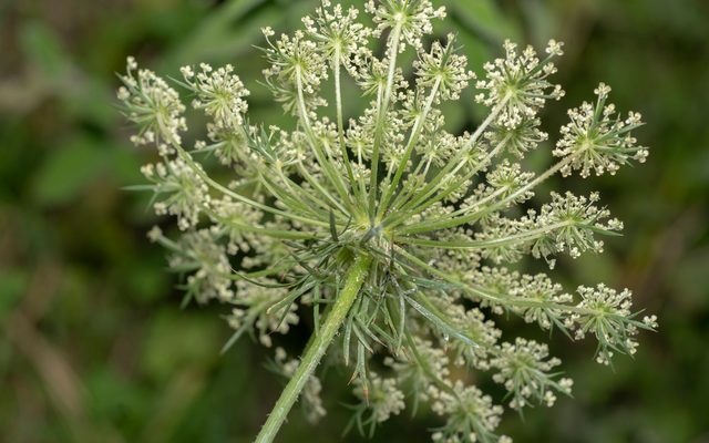 Wild Carrot reference