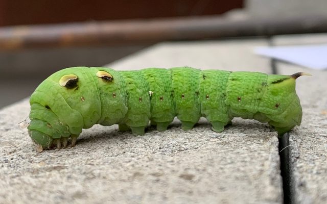 Elephant Hawk-Moth reference