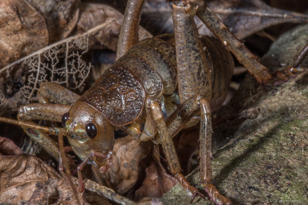 Little Barrier Giant Wētā reference