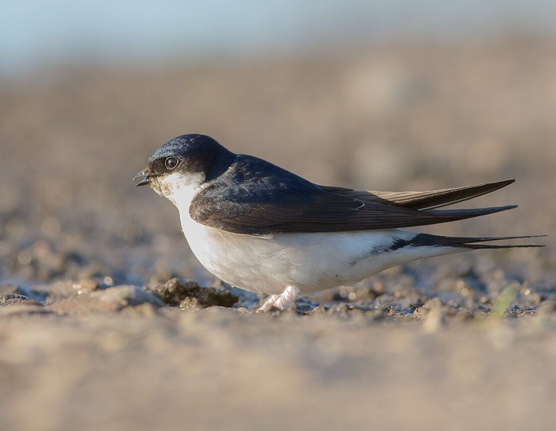Common House Martin reference