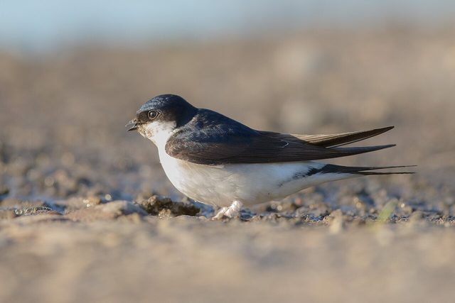 House Martin reference