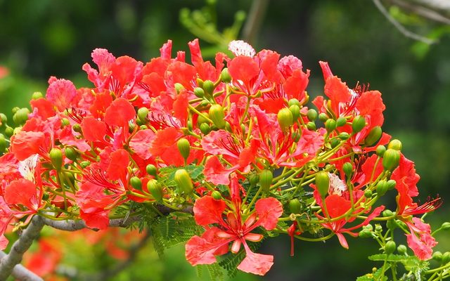 Royal Poinciana reference