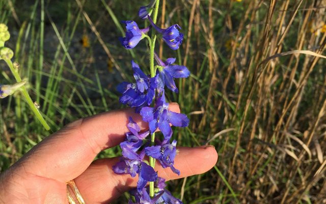 Carolina Larkspur reference