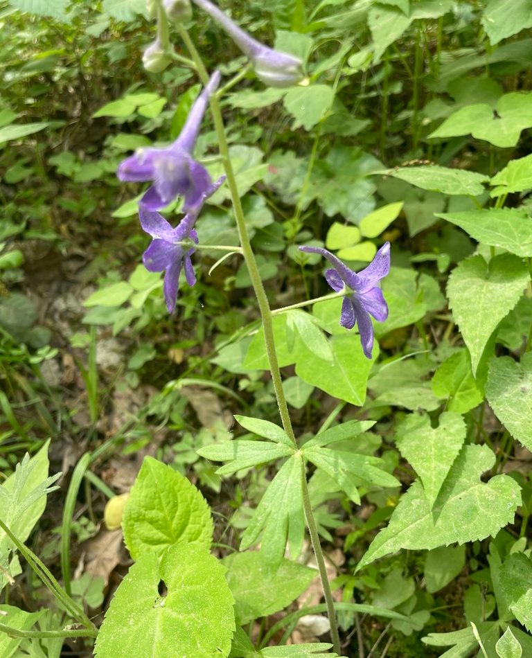 dwarf larkspur reference