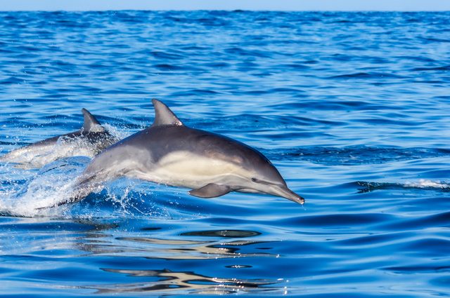 Short-beaked Common Dolphin reference