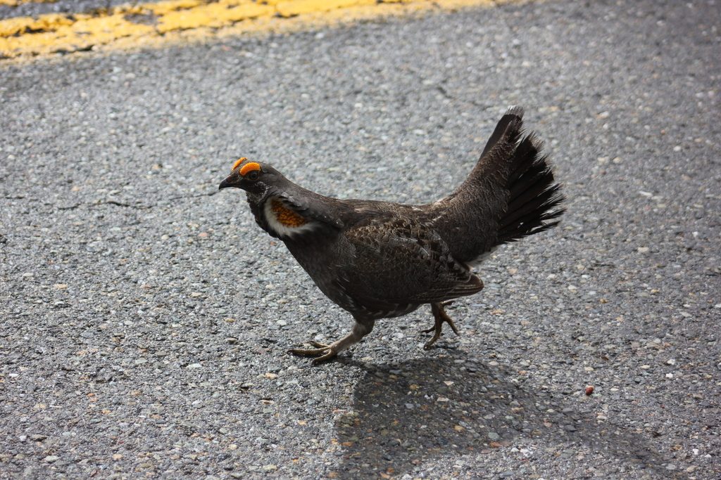 Sooty Grouse reference