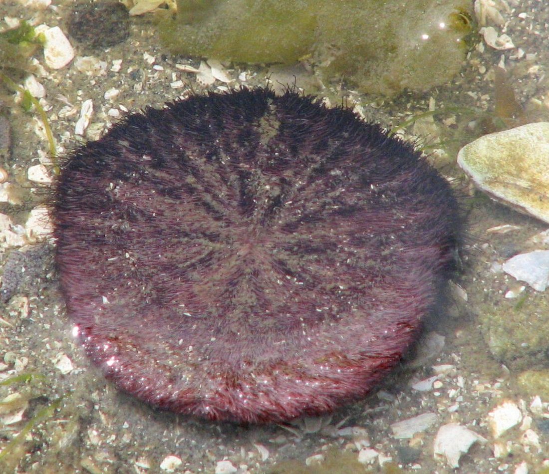Eccentric Sand Dollar reference