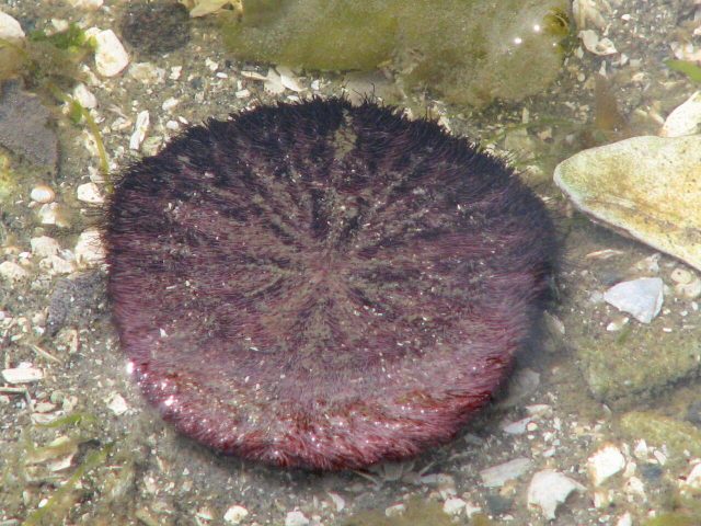 Eccentric Sand Dollar reference
