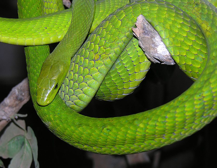 Eastern Green Mamba reference