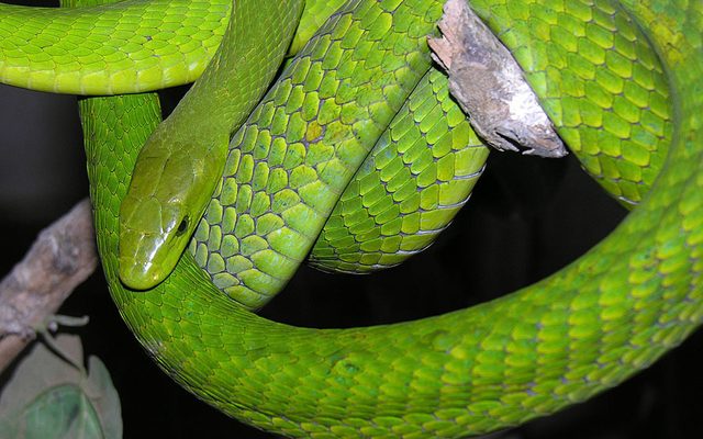 Eastern Green Mamba reference
