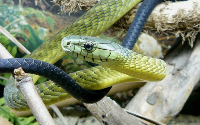 Jameson's Mamba reference