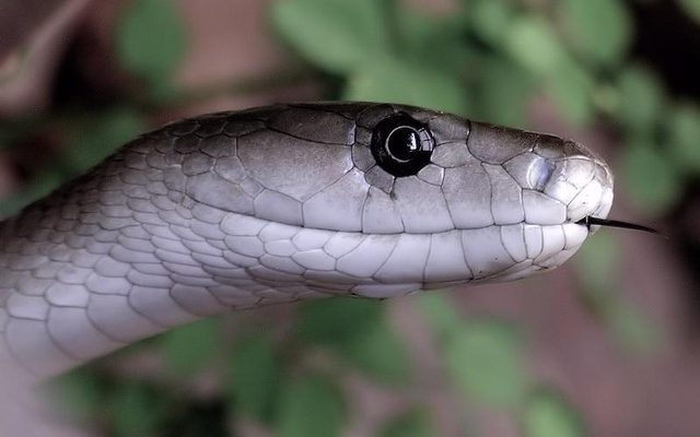 Black Mamba reference
