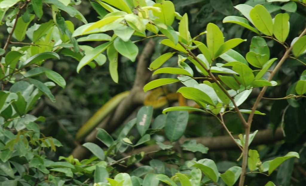 Western Green Mamba reference