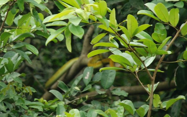 Western Green Mamba reference