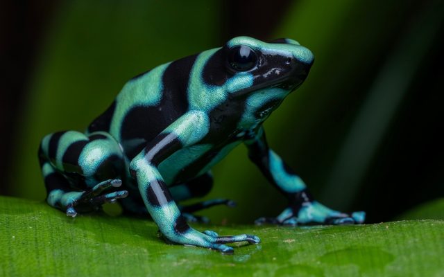 Green and Black Poison Dart Frog reference