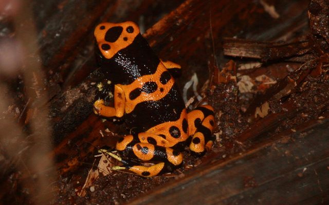 Yellow-banded Poison Dart Frog reference
