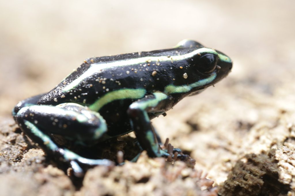 Yellow-striped Poison Frog reference