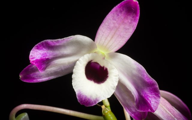 Noble Dendrobium reference