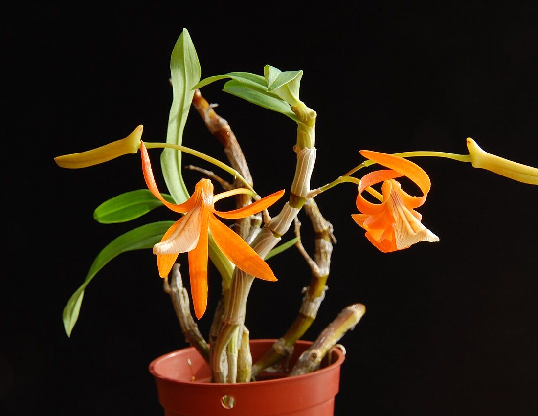 Dendrobium unicum reference