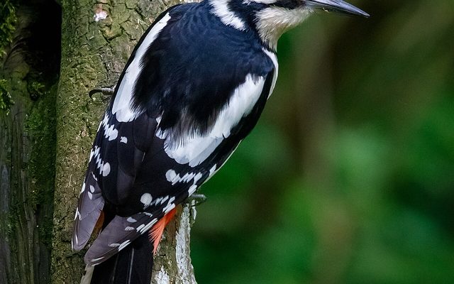 Great Spotted Woodpecker reference